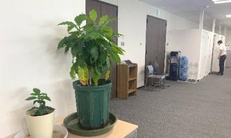 🌳🌳🌳コーヒーの木🌳🌳🌳