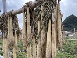 産地研修紹介①【健康咲かせる手づくり惣菜 咲菜】